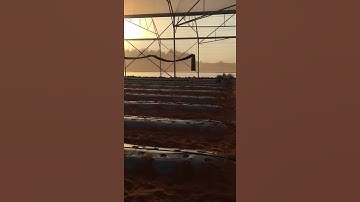 Hệ thống tưới nhỏ giọt tự động của Isarel