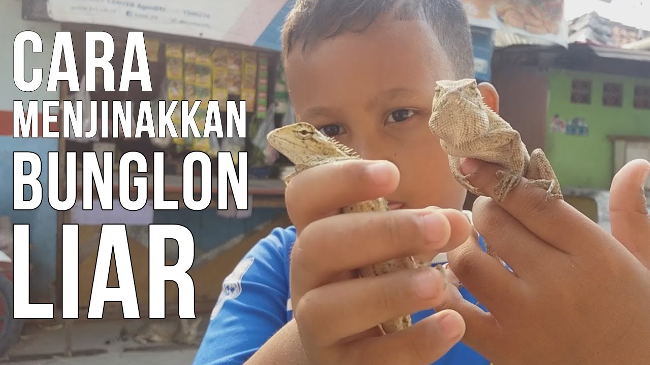 Cara Menjinakan Bunglon Liar 