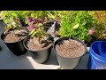 Beginning of video