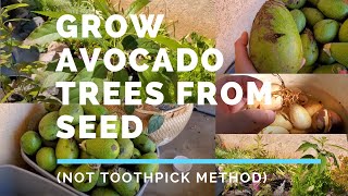 How To Grow Avocado Trees From Seed in Soil (Not the Toothpick Method) @JuicingGardener