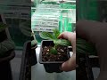 Укоренённые🌱 черенки метельчатой гортензии в пробке рассаживаю по горшочкам.