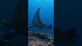 Manta Ray Cleaning Station