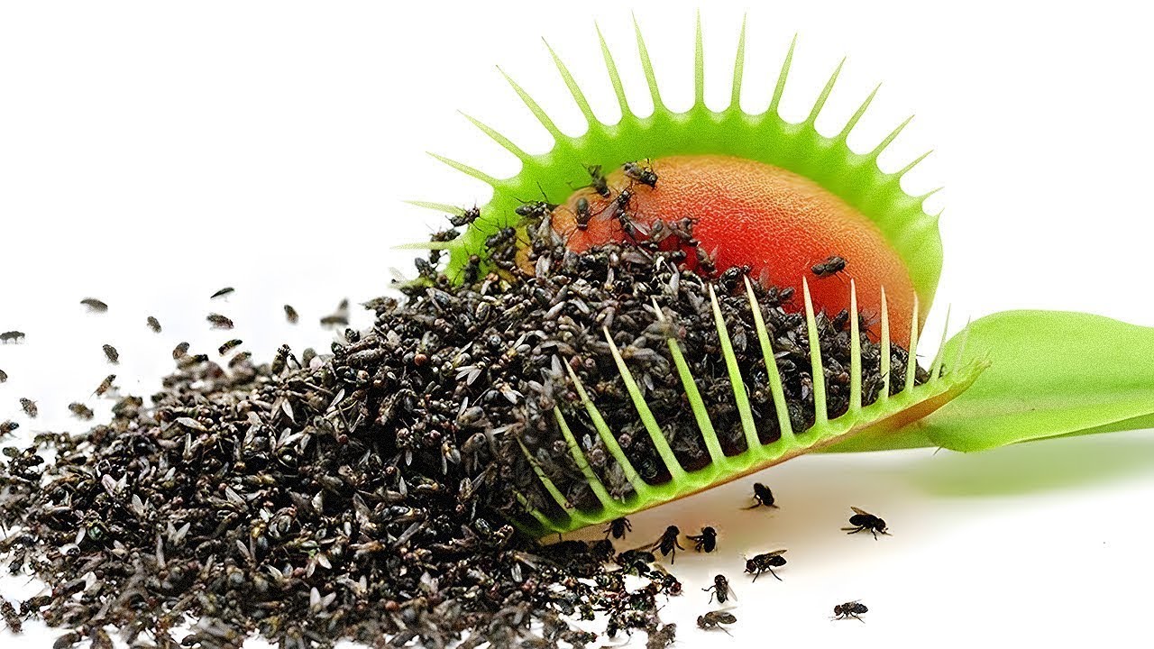 1.000 Moscas vs. Armadilha de Vênus