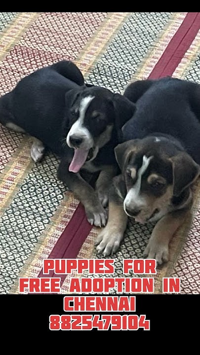 free-dog-adoption-in-chennai-dogslove-street-anjels-youtube