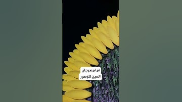 العين تدخل موسوعة غينيس بأكبر باقة زهور في العالم