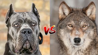 Cane Corso vs. Wolf: A Fascinating Comparison of Power and Instinct