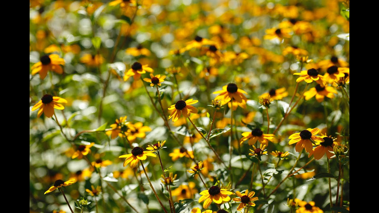 Pollinator Gardening - High Summer
