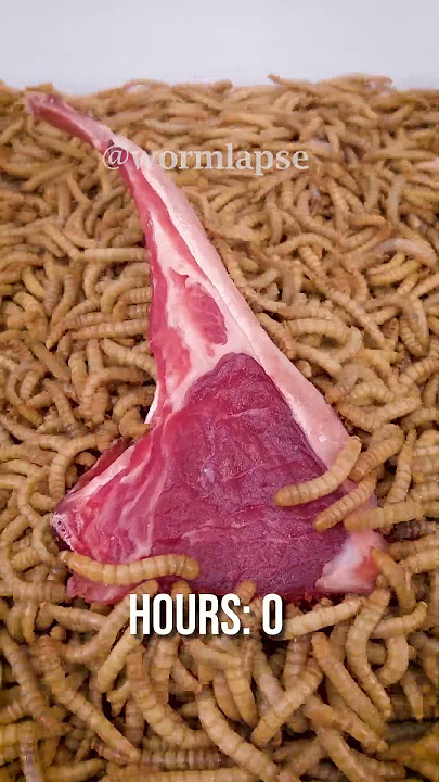 10 000 Mealworms vs. LAMB CHOP