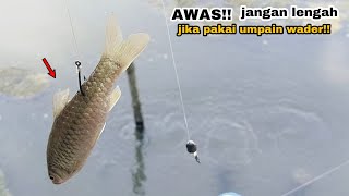 Awas.!! Umpan ikan wader hasilnya gak maen-maen | mancing kakap putih.!!