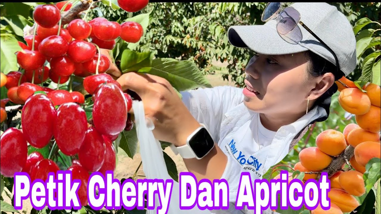 PETIK BUAH CHERRY🍒DAN APRICOT SEKELUARGA DI PERKEBUNAN AMERIKA 🇺🇸
