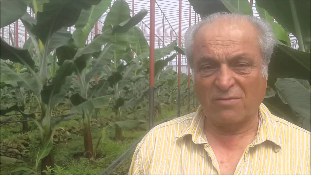 Göl yerine muz serası - Muz Yetiştiriciliği Growing of banana