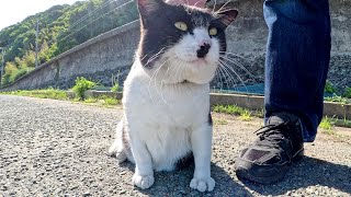 A cat with thick cheeks enjoys being massaged by a human.