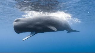 Sperm whales, the secrets of the great black | Wildlife documentary