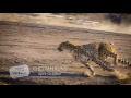 Animal Ark Cheetah Run 32s v3