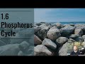 The Phosphorus Cycle: Reservoirs, Processes, and Environmental Impact