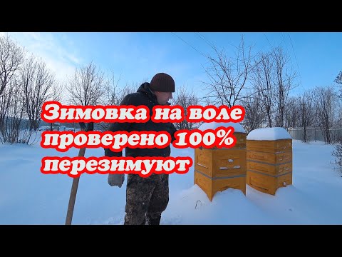 Видео: МОЙ ПРОВЕРЕННЫЙ МЕТОД ЗИМОВКИ ПЧЁЛ НА ВОЛЕ, ПЕРЕЗИМУЮТ 100%