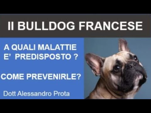 Video: Dare questo al tuo Bulldog francese ogni giorno può aiutare ad alleviare le allergie cutanee dolorose