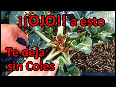 Video: ¿Qué causa la pudrición de la cola en los lagartos?