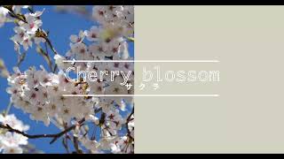 Cherry blossom -Today's Flower-                            ⚫︎Mar.14.2022⚫︎