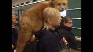 Cute Fox Waiting For A Train On A Woman's Shoulder