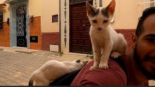 Cute Stray Cats Jump From Every Side To Me.