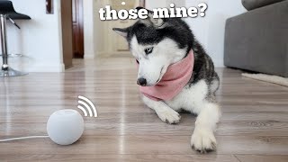 Husky Mom Reacts to her Puppies Sounds 5 Years Later.. by My Mountain Husky 107,813 views 1 year ago 2 minutes, 6 seconds