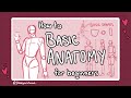 How to draw basic anatomy