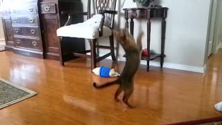 Simba in Slow Motion by Sophia Burns 241 views 10 years ago 30 seconds