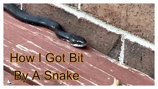 How I Got Bit By A Snake