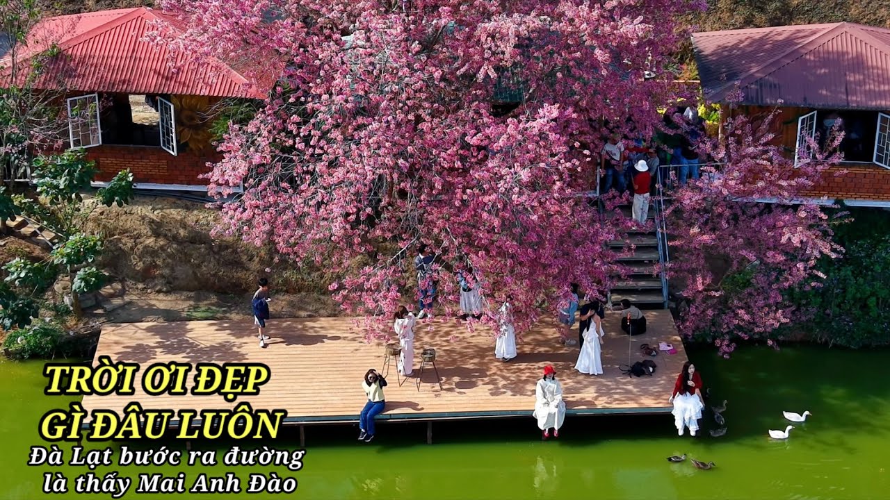 Đà Lạt mùa này bước ra đường là thấy Mai Anh Đào, đây là những nơi còn rất đẹp