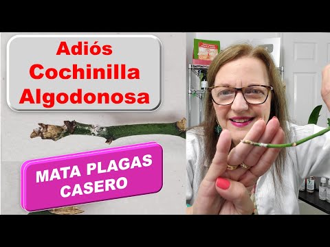 Video: ¿Cómo deshacerse de los pulgones en las orquídeas en casa?