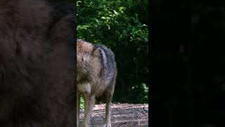 Wolf Predator Dangerous