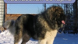 Кавказская овчарка. Кавказская овчарка.