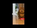 My Cat Led Me to Something I Couldn’t See…” 😳🐱