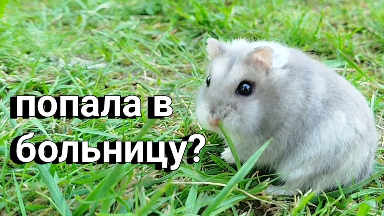 ЧТО СО МНОЙ СЛУЧИЛОСЬ?! Хомуся life♡