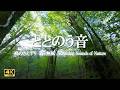 鳥のさえずり｜無風の朝の森の音｜癒し・リラックス・森林浴|ととのう音【自然音 4K relaxing nature sounds】