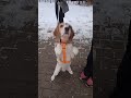 #Beagle dogs similar as people