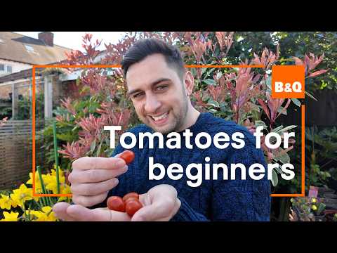 How To Grow Your Own Tomatoes (beginner Friendly!) 🍅