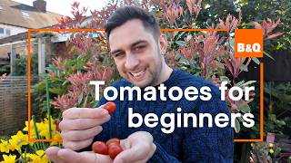 How To Grow Your Own Tomatoes (beginner Friendly!) 🍅