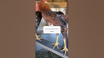 Thunderbolt Samba 5mon #chicken #birds #rooster #qaib #qaibthaib