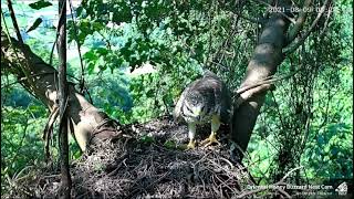 (8/9 拆巢中樹枝來玩) 東方蜂鷹巢位直播回顧 Oriental Honey Buzzard Nest Cam ハチクマの子育て生中継