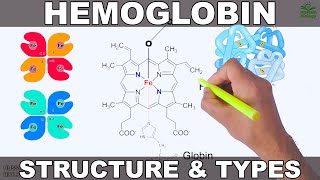 Hemoglobin | Structure and Types