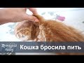 Кошка мало пьет или перестала пить