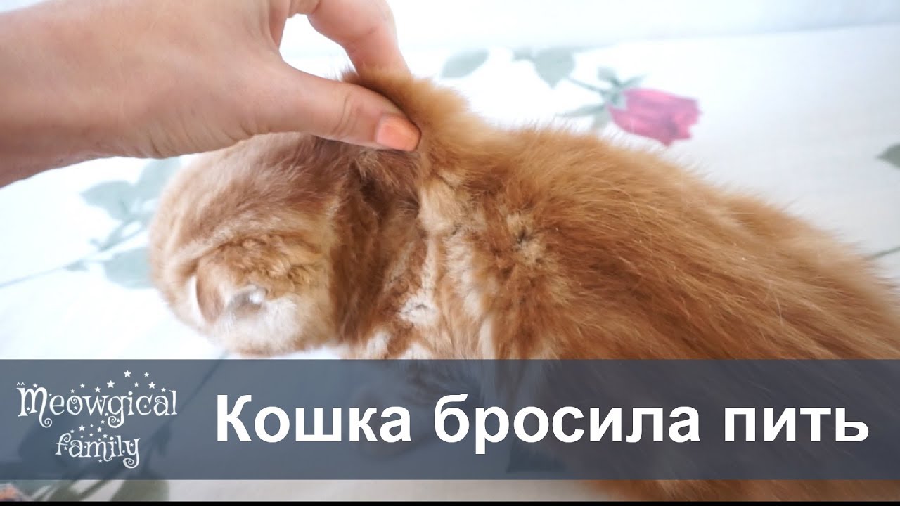 Кошка отказалась пить. Кошка отказывается пить воду. Кошка мало пьет воды что делать.