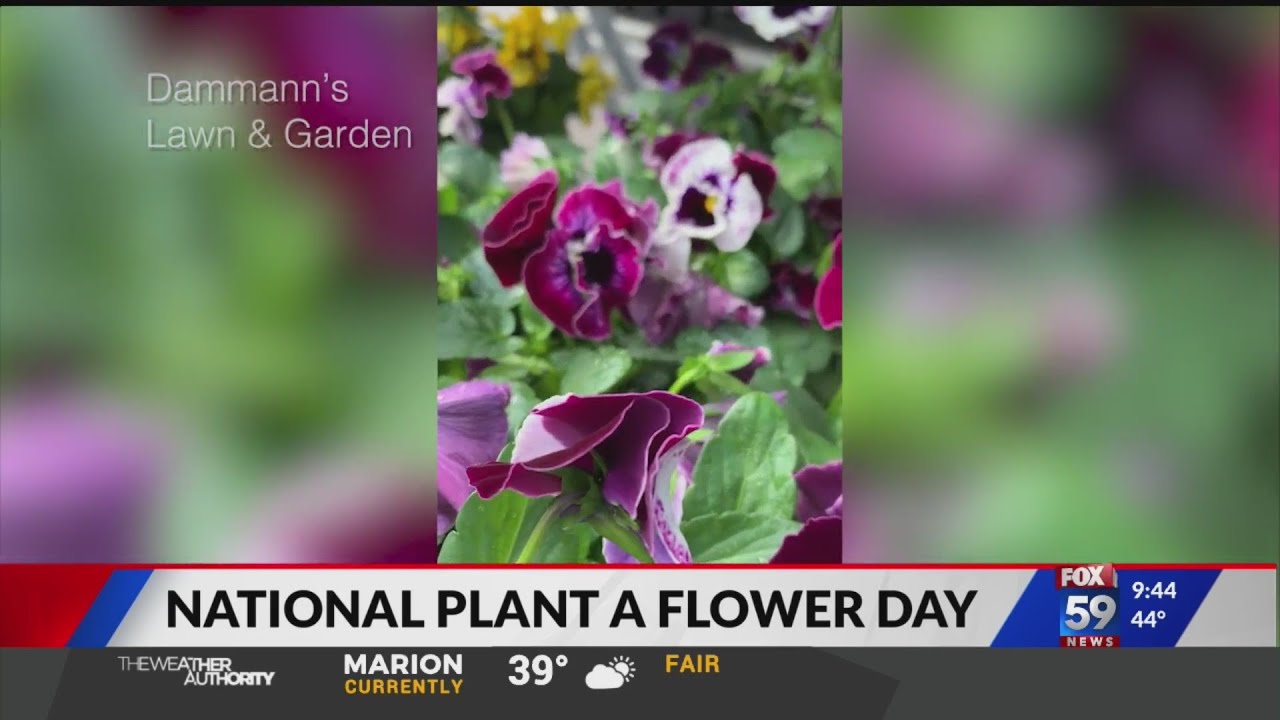 National Plant A Flower Day Best Flower Site