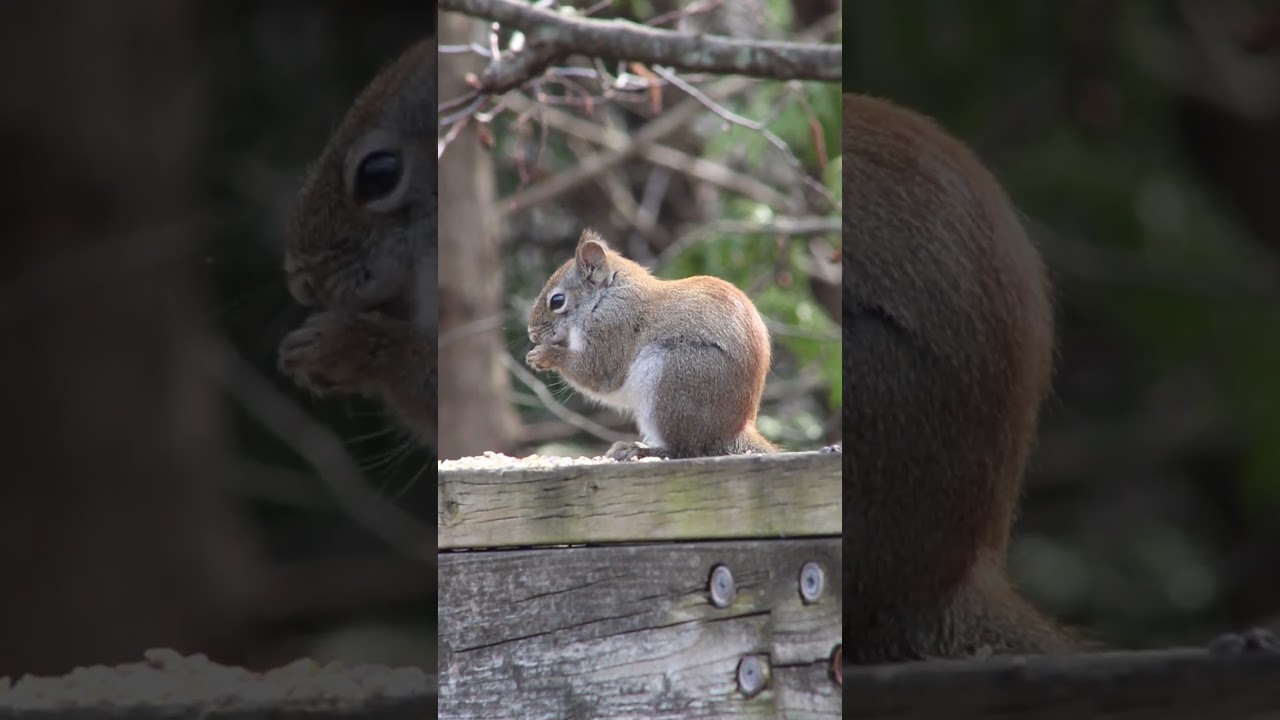 Red Squirrel on the Bridge 