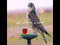 هزني بلحشا خافقي وستقر
