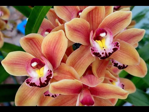 Vidéo: Comment arroser les orchidées cymbidium ?