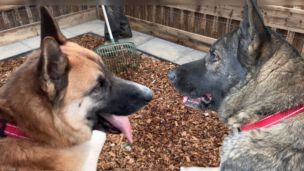 Preparing the Farm for Nick the Viking’s Dogs