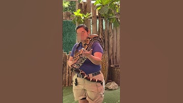 This python 🐍 is HUGE #shortsfeed #shortsvideo #shortsviral #shortsyoutube #shorts #short
